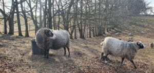 Naturpleje dyr