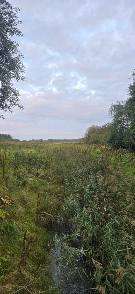 Naturpleje vandløbspleje åmand