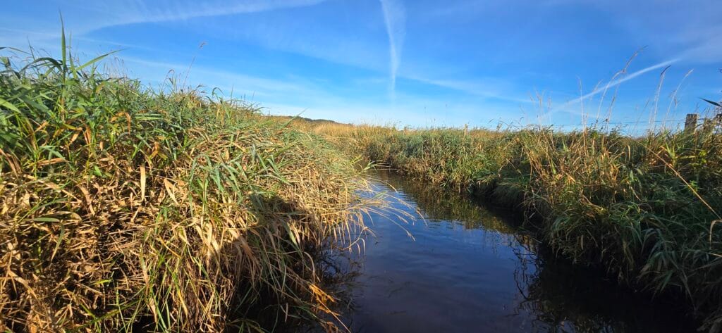 Naturpleje vandløbspleje åmand